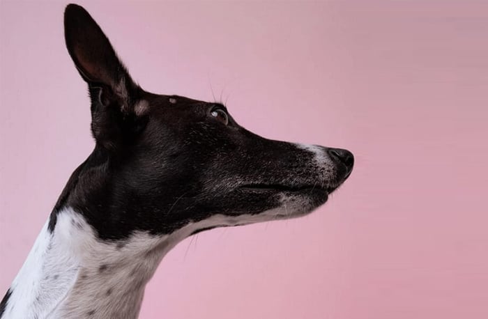 2025 年免費下載的 Top 8 款最佳 PDF 合併工具